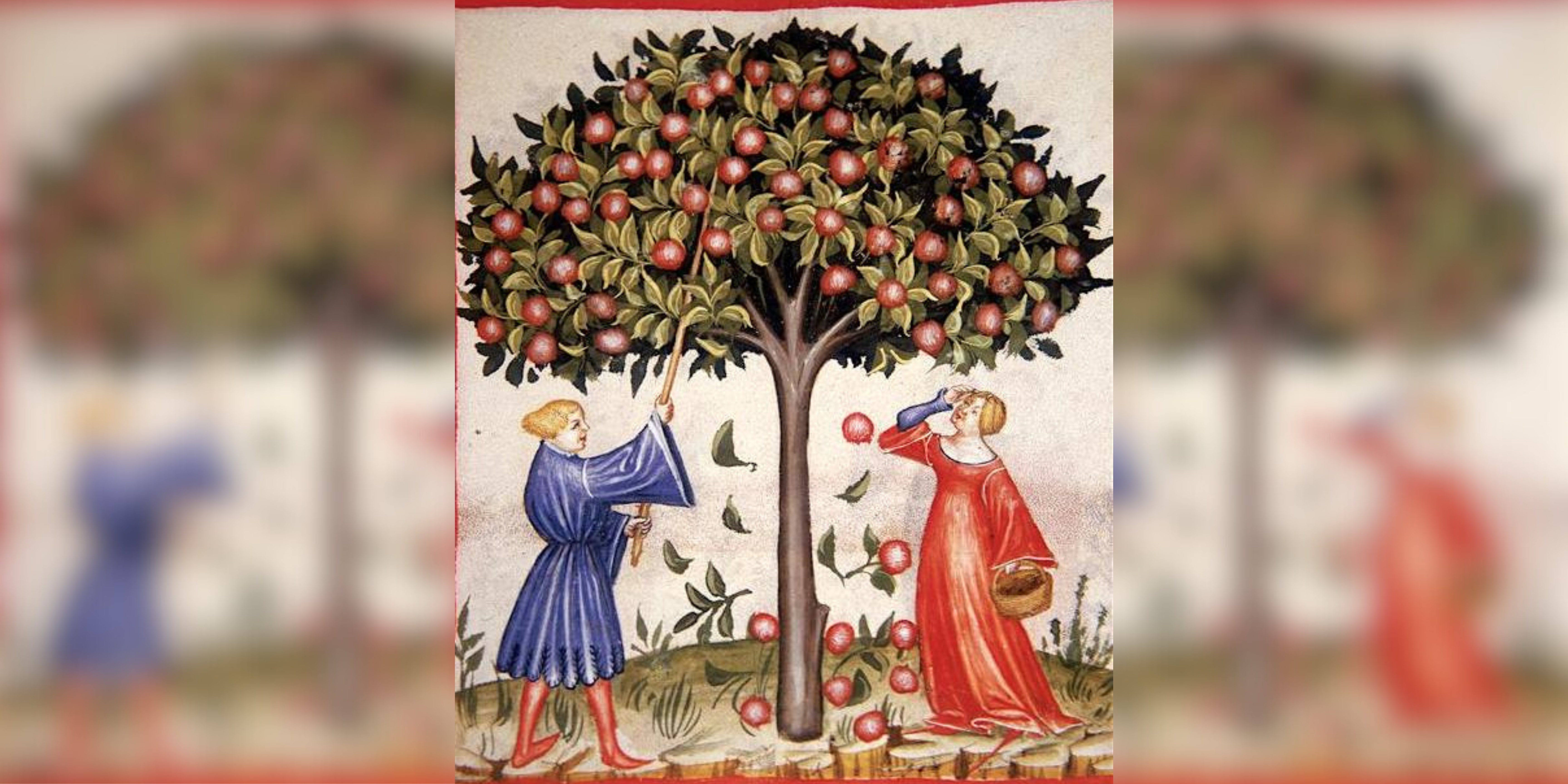 appelboom middeleeuwen